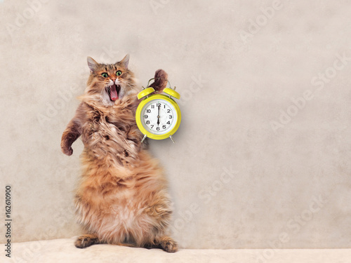 Fototapeta Naklejka Na Ścianę i Meble -  The big shaggy cat is very funny standing.clock 6