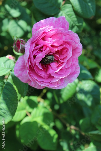 Beetle inside the flower of the rose