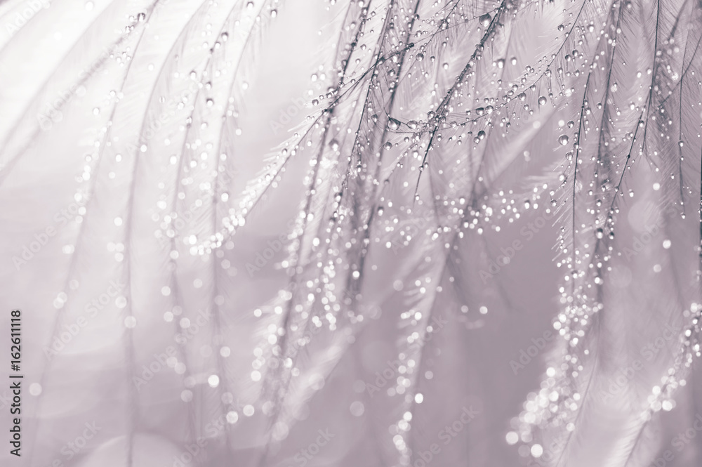 Fototapeta Piórko z kropelek wody w kolorze srebrnym. Piękne makro z piór.