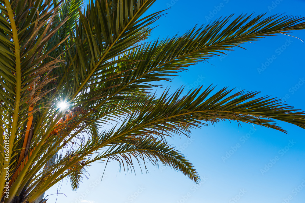 Fototapeta premium Sun shining a palm tree in Alghero