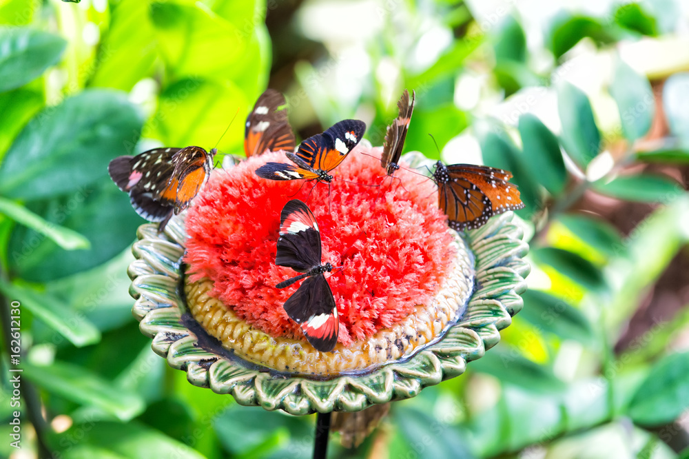 Fototapeta premium Butterflies feeding nectar from large blossoming flower