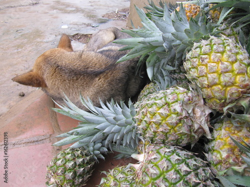 Ananas 