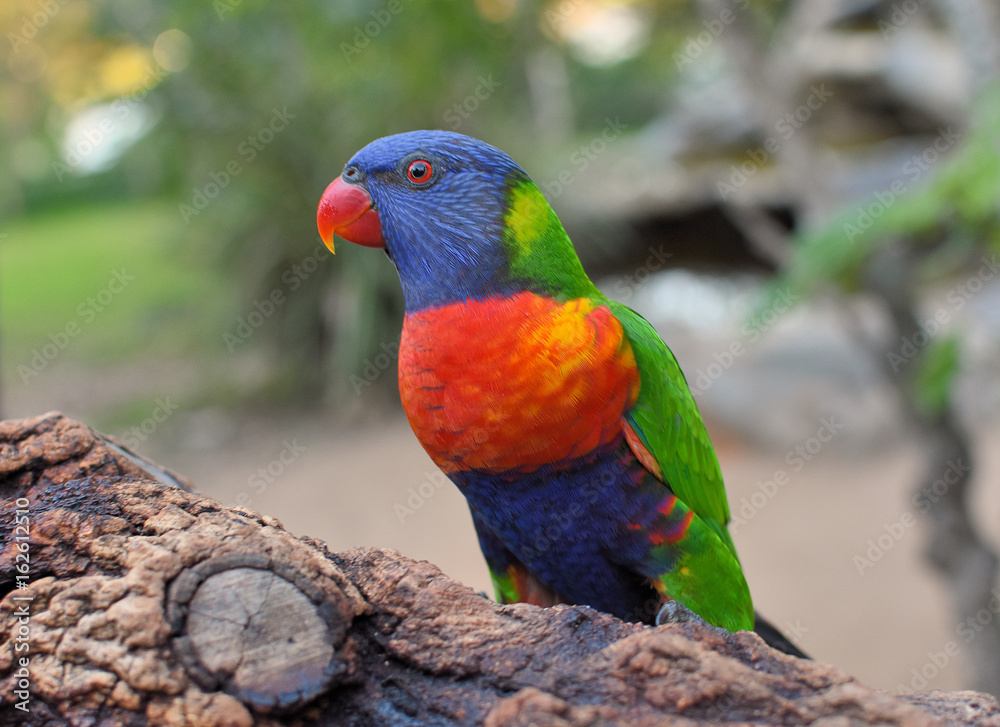 Naklejka premium loriquet arc en ciel en australie