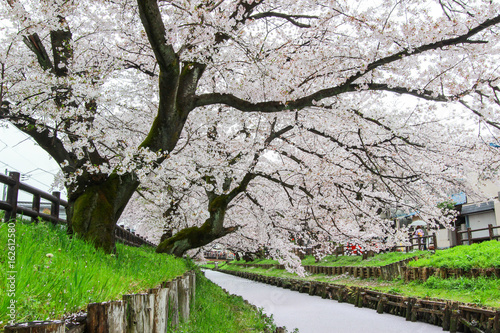 Sakura petals covering Shingashi River in Kawagoe,Saitama,Japan in spring.Create beautiful light pink carpet.