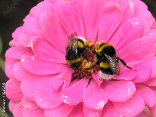 Bumblebees collect nectar in a pink cynic flower photo