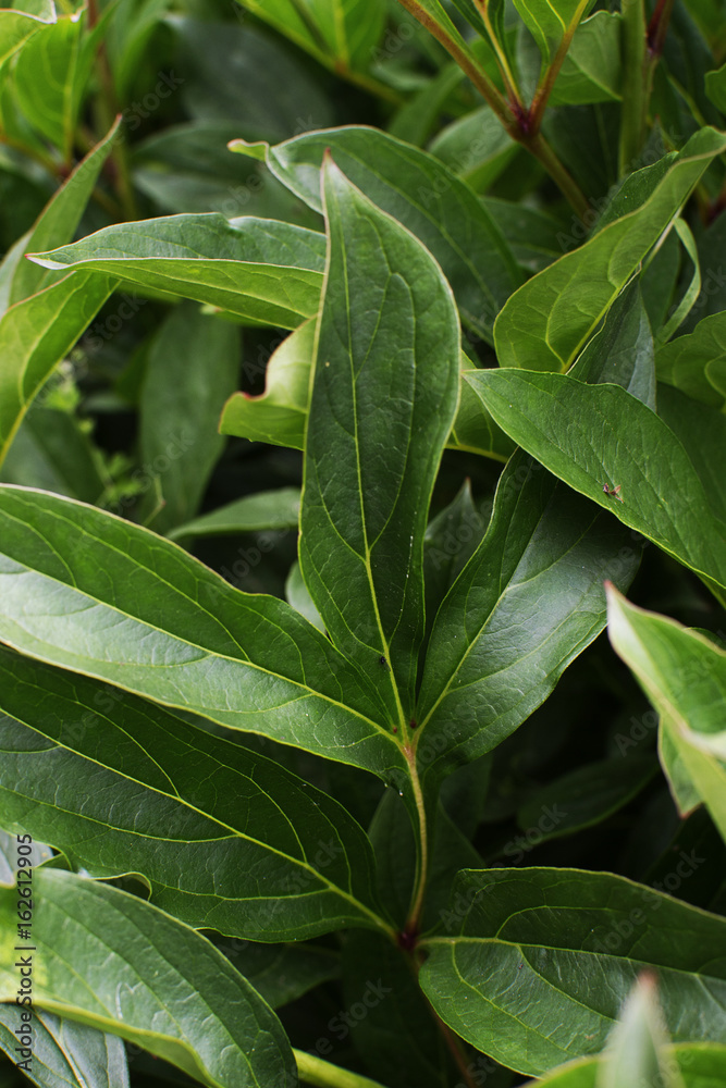 Obraz premium Творческий фон с листьями пиона.Крупный план.Вертикальный.