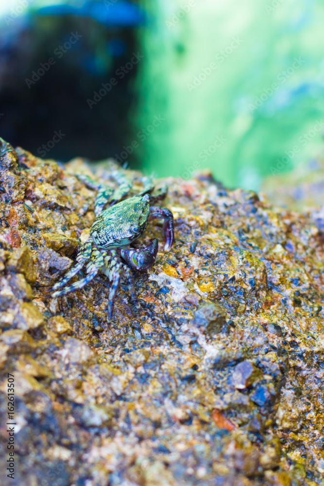 Crabs on a rock. Crabs have a sunbath on a rock near the sea. Crabs on a rock. Crabs have a sunbath on a rock near the sea.