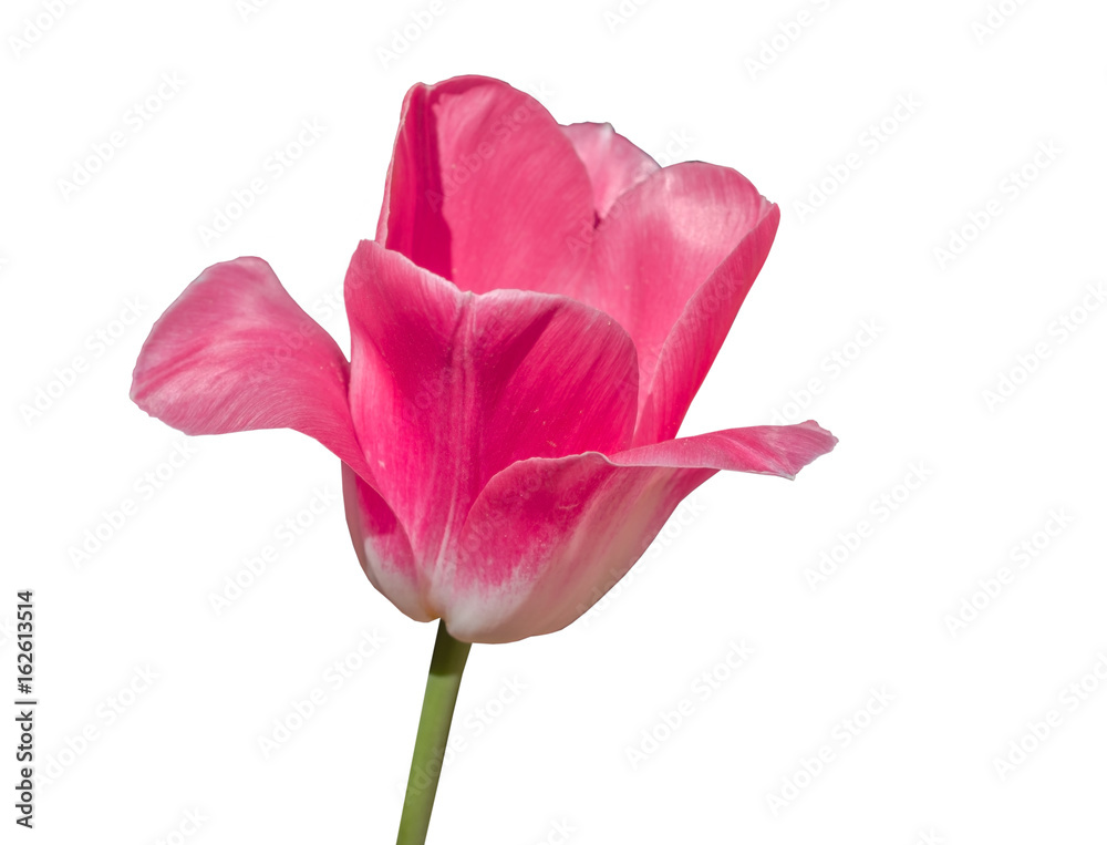 large pink Tulip