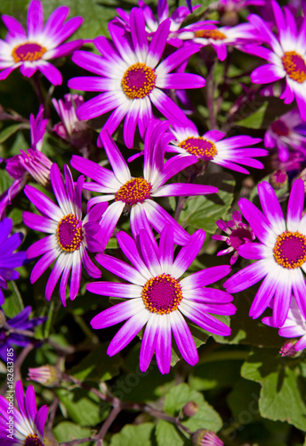 Pericallis flowers bouquet.