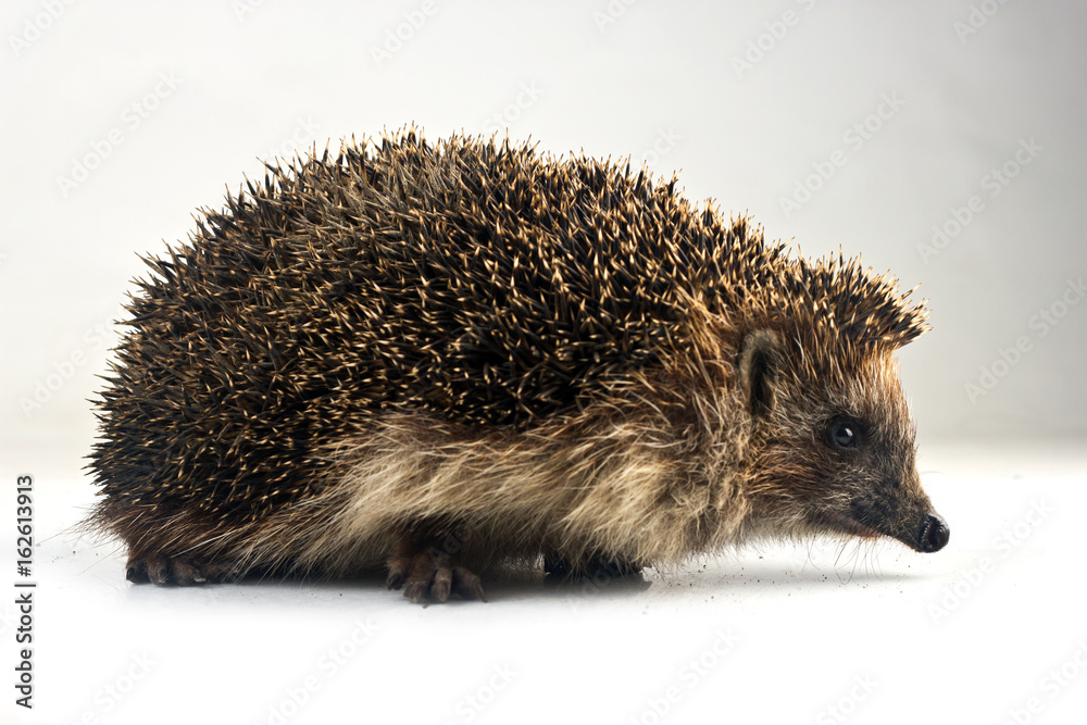 Obraz premium hedgehog