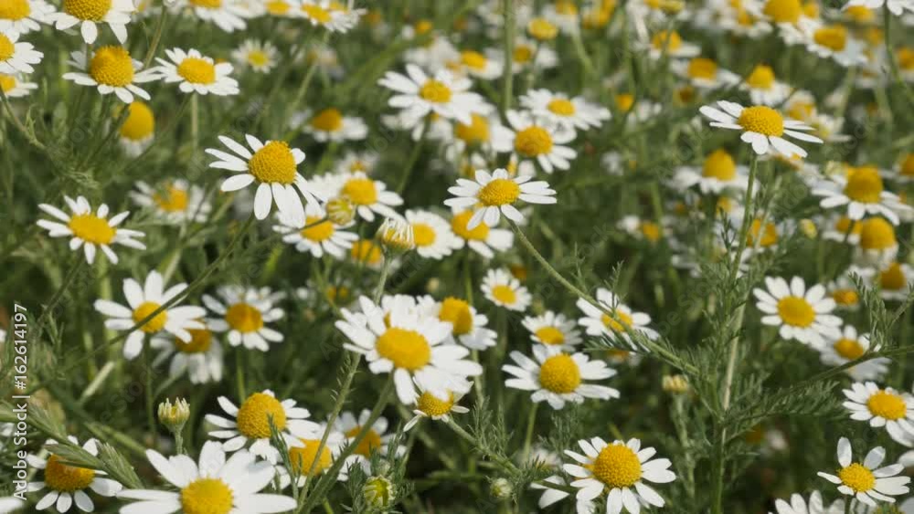 Medicinal Matricaria recutita plant close-up 4K 2160p 30fps UltraHD footage - White spring flowers of common Chamomile shallow DOF 3840X2160 UHD video Medicinal Matricaria recutita plant close-up 4K 2160p 30fps UltraHD footage - White spring flowers of common Chamomile shallow DOF 3840X2160 UHD video
