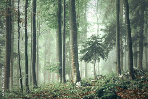 Beautiful foggy forest tree landscape.