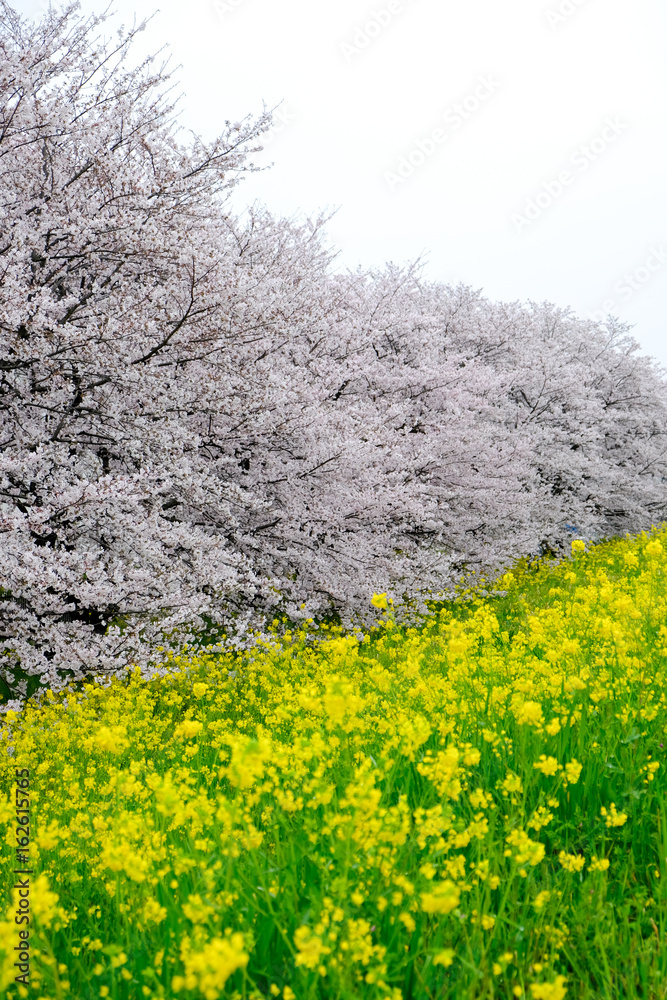 Cherry blossom tunnel and fields of yellow flowering nanohana at Kumagaya Arakawa Ryokuchi Park in Kumagaya,Saitama,Japan. Cherry blossom tunnel and fields of yellow flowering nanohana at Kumagaya Arakawa Ryokuchi Park in Kumagaya,Saitama,Japan.