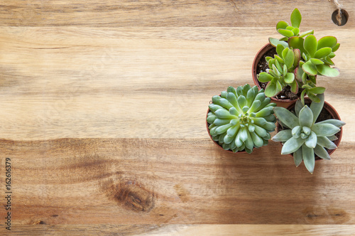 Succulents on wooden background. 