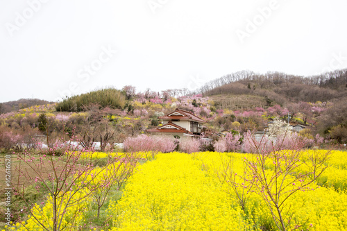 Yellow nanohana fields and flowering trees covering the hillside,Hanamiyama Park,Fukushima,Tohoku,Japan. photo