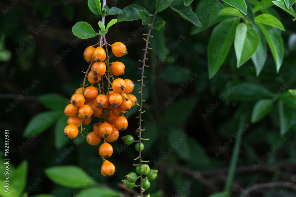 Close up, mini bunch fruit of ornamental plants in backyard garden.