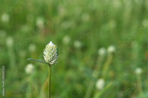 Close up, mini grasses flower in nature grasses field.