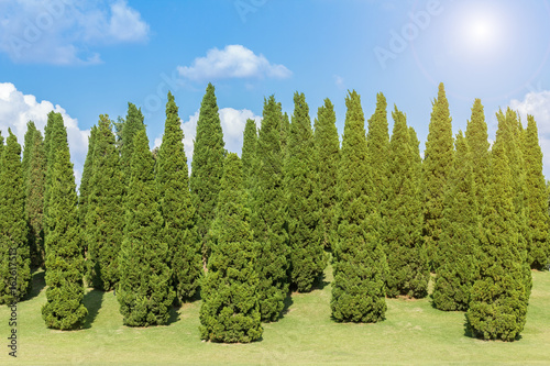 Pine trees and green grass in the garden on blue sky background with white clouds.
