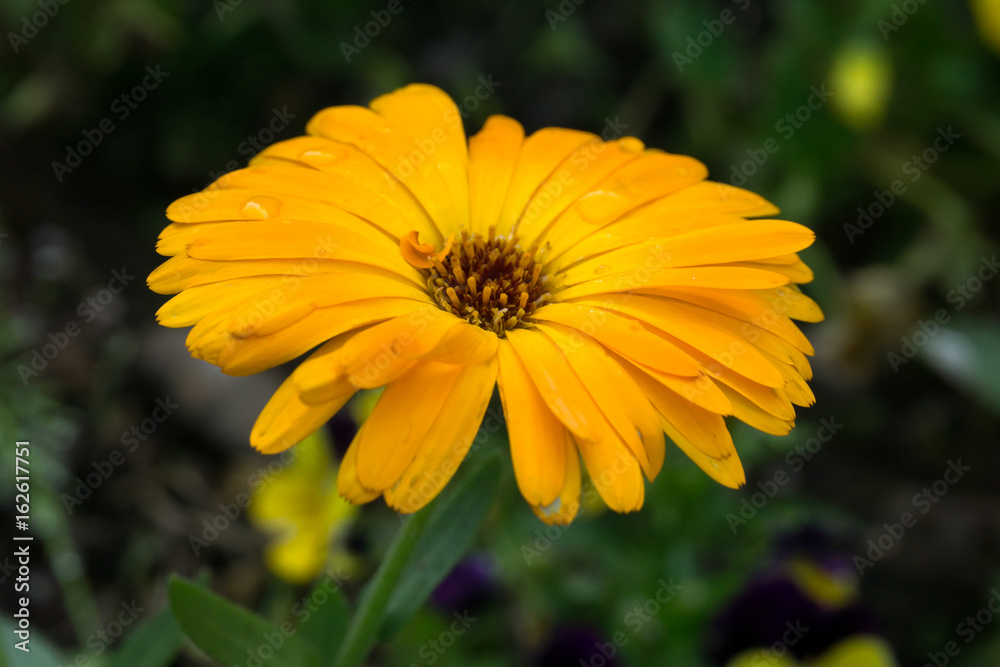macro flower, small yellow sunflower in public park macro flower, small yellow sunflower in public park