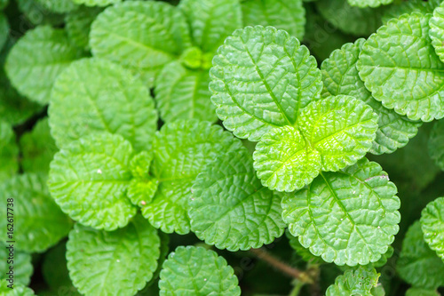 Fresh raw mint leaves in vegetable garden for health, food, aromatherapy and agriculture concept design.