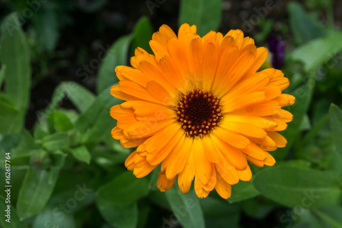 macro flower  small yellow sunflower in public park