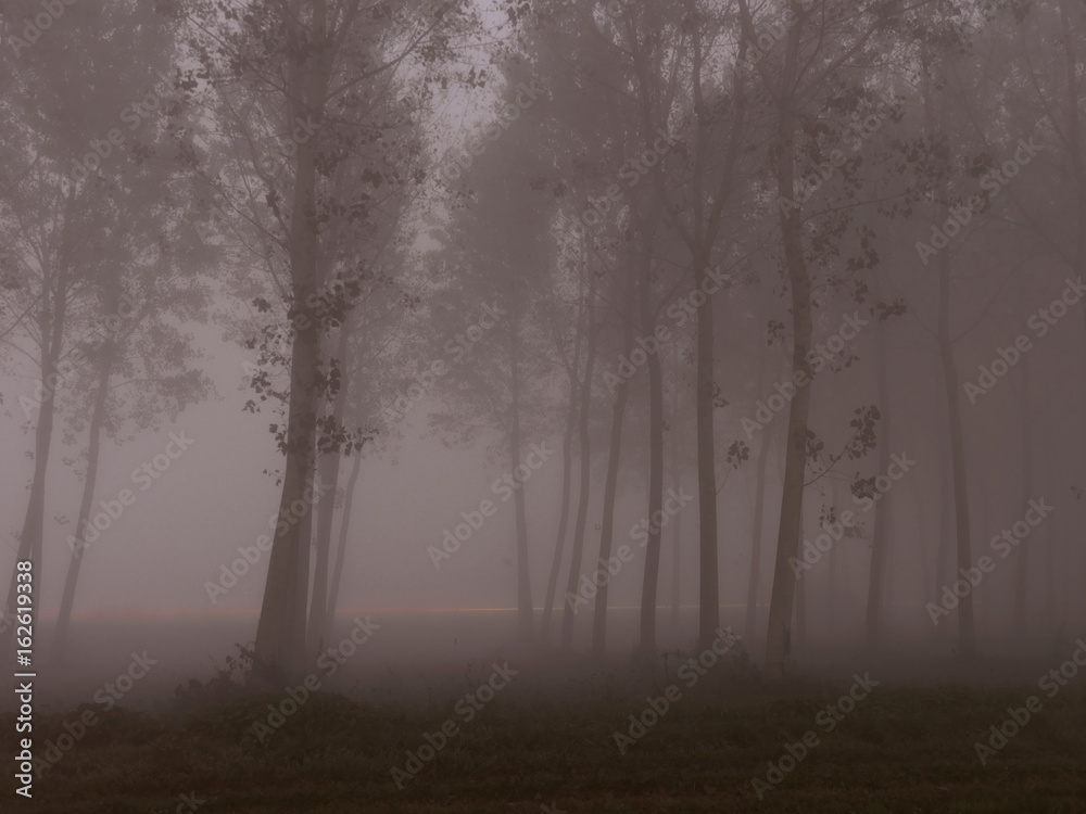 Trees in foggy forest Trees in foggy forest