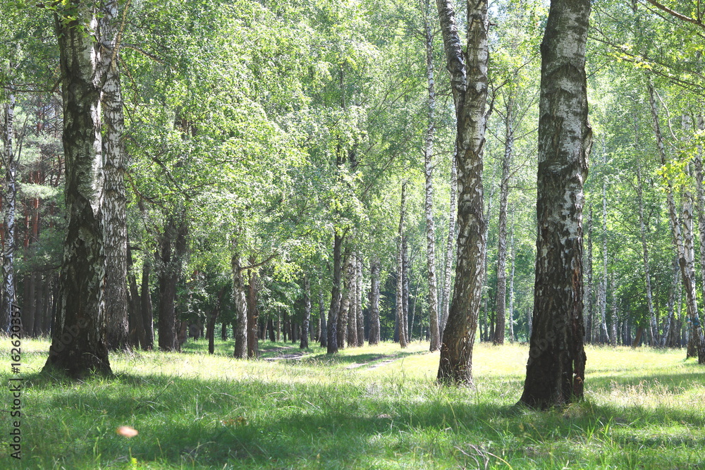 Beautiful landscape with young juicy birches with green leaves and with black and white birch trunks in sunlight in the morning Beautiful landscape with young juicy birches with green leaves and with black and white birch trunks in sunlight in the morning