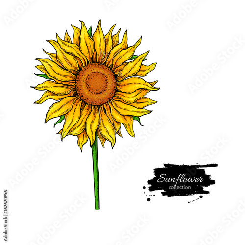 Sunflower flower vector drawing. Hand drawn illustration isolated on white background.