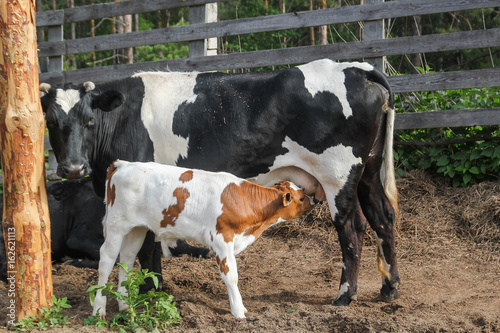 The cow feeds the calf milk from the udder
