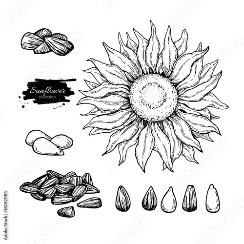 Sunflower seed and flower vector drawing set. Hand drawn isolated illustration. Food ingredient sketch.