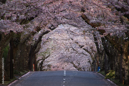 Sakura Tunnel