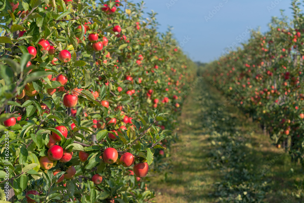 Fotografie apple orchard before harvesting