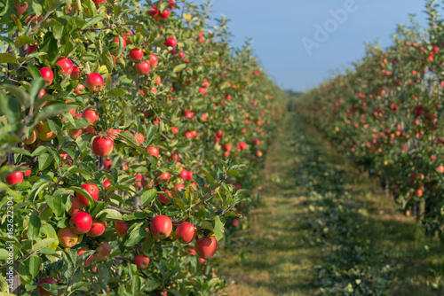 Foto apple orchard before harvesting