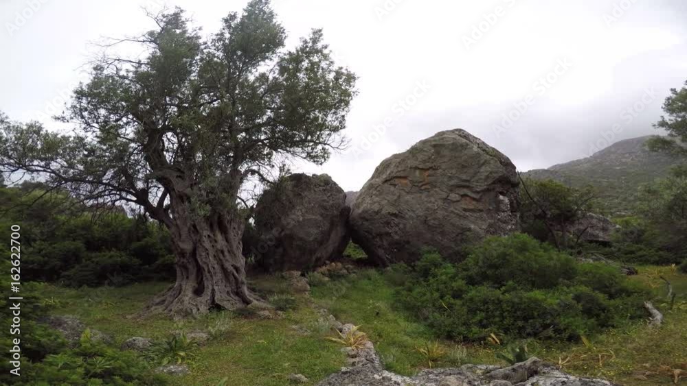 Ancient Olive Tree Ancient Olive Tree