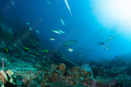 Wonderful and beautiful underwater world with corals  fish and sunlight