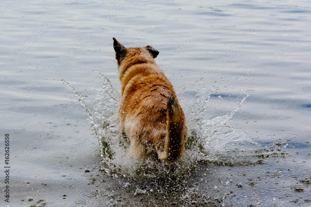Ein Hund erfrischt sich im See Stock Photo | Adobe Stock