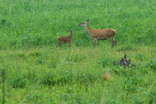 Fototapeta Naklejka Na Ścianę i Meble -  red deer fawn and hinds at Oostvaardersplassen, the Netherlands