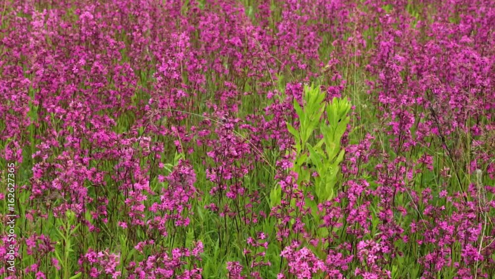 beautiful blooming wildflowers on the meadow in the summertime