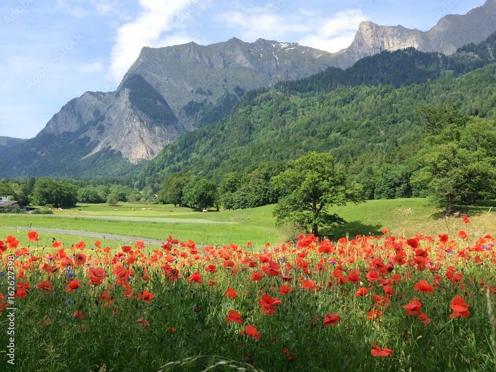 Mohnblumen. Im Vordergrund befinden sich Mohnblumen hinter denen grüne sonnige Wiese mit einzelnen Bäumen, dem Wald am Fusse des Berges und den Bergen im Hintergrund zu sehen sind . Mohnblumen. Im Vordergrund befinden sich Mohnblumen hinter denen grüne sonnige Wiese mit einzelnen Bäumen, dem Wald am Fusse des Berges und den Bergen im Hintergrund zu sehen sind .
