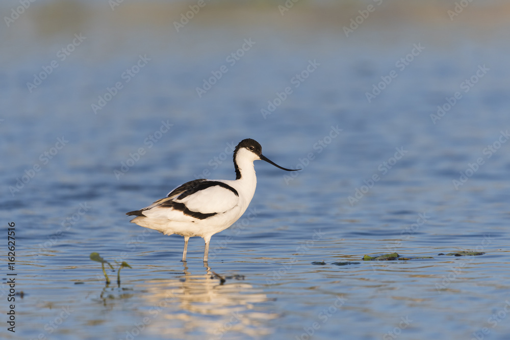 ソリハシセイタカシギ(pied avocet) ソリハシセイタカシギ(pied avocet)
