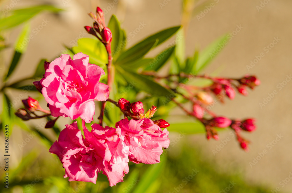 pink flower blooming in garden. garden beauty pink flowers bloom