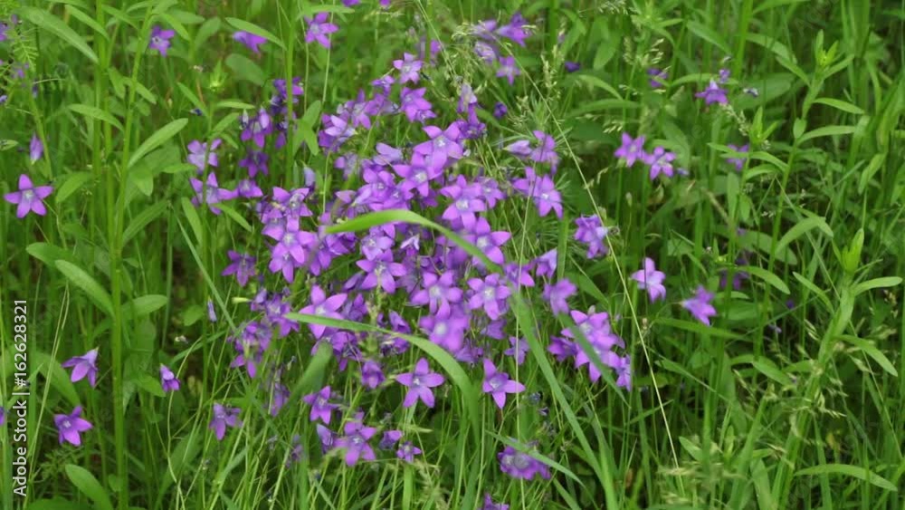 beautiful blooming wildflowers on the meadow in the summertime beautiful blooming wildflowers on the meadow in the summertime
