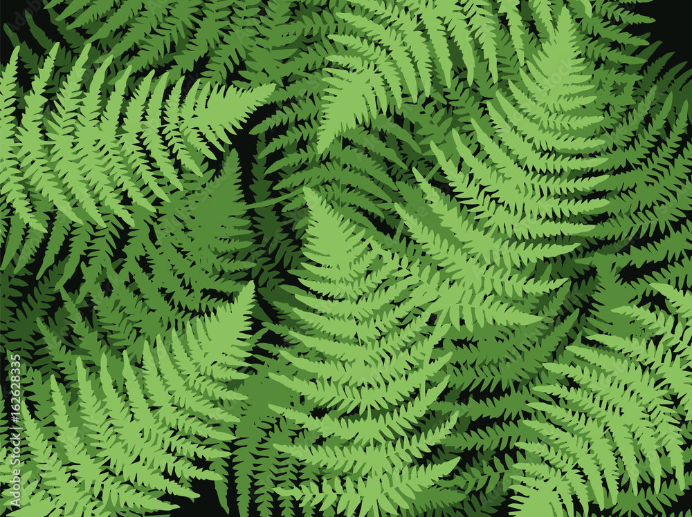 Fern Leaf Plant Background. Tropical