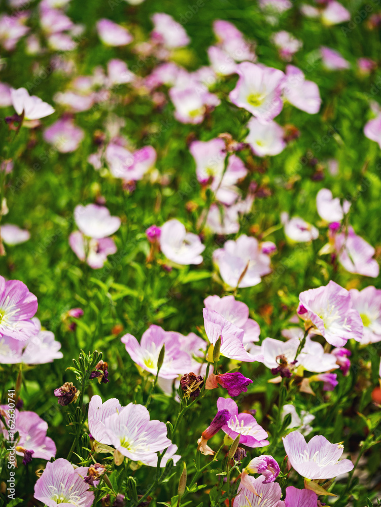 Wiesenblumen Wiesenblumen