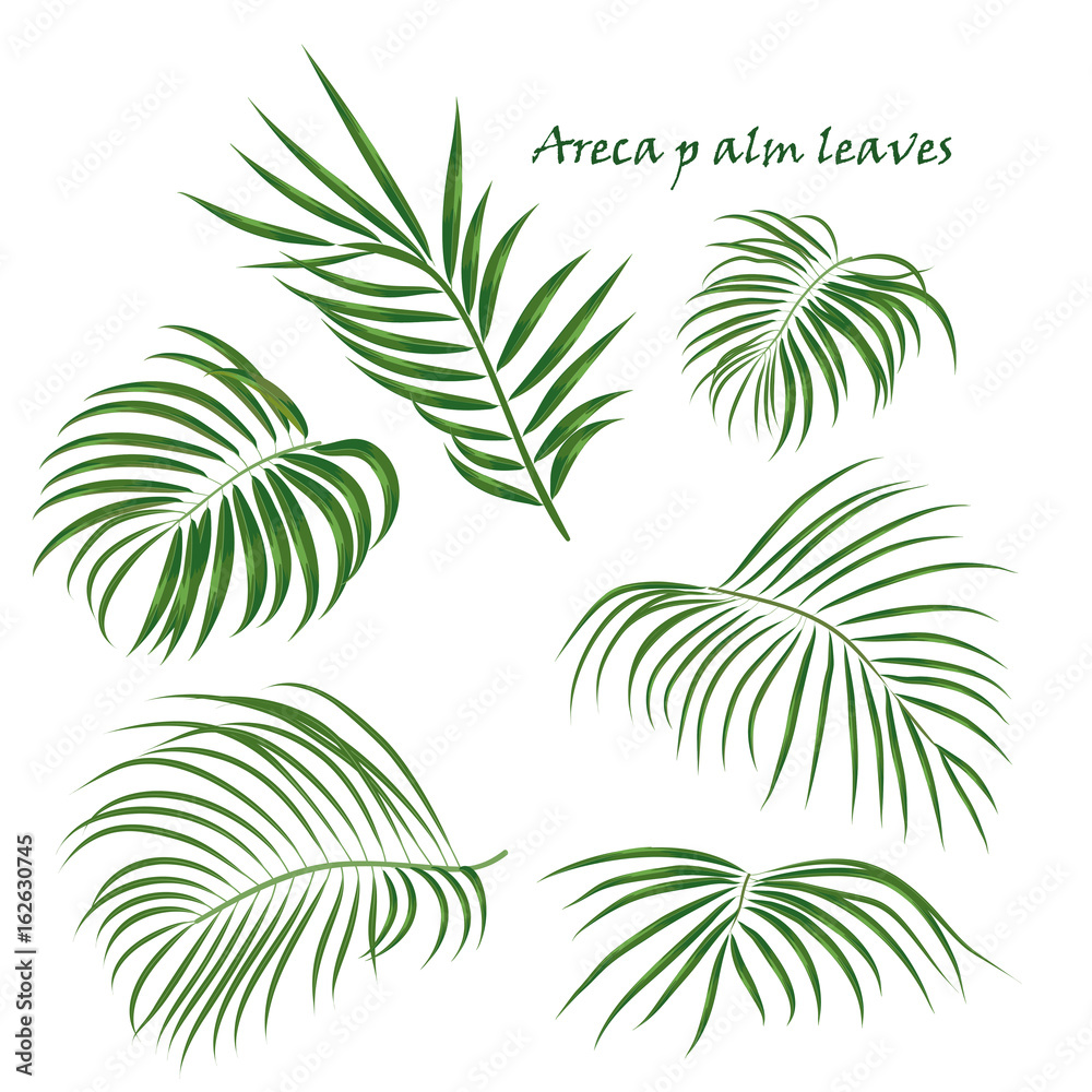 Fototapeta premium Branch tropical palm areca leaves. realistic drawing in flat color style. isolated on white background.
