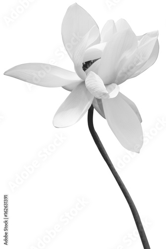 fleur de lotus en noir et blanc, fond blanc