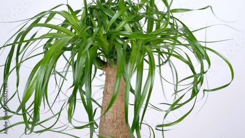 close-up, small Nolin, rotation on white background, Flower shop photo