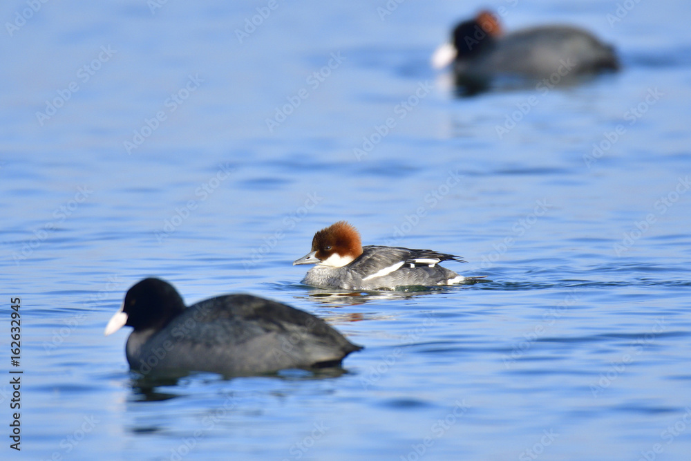 Zwergsäger Weibchen im Winter Zwergsäger Weibchen im Winter