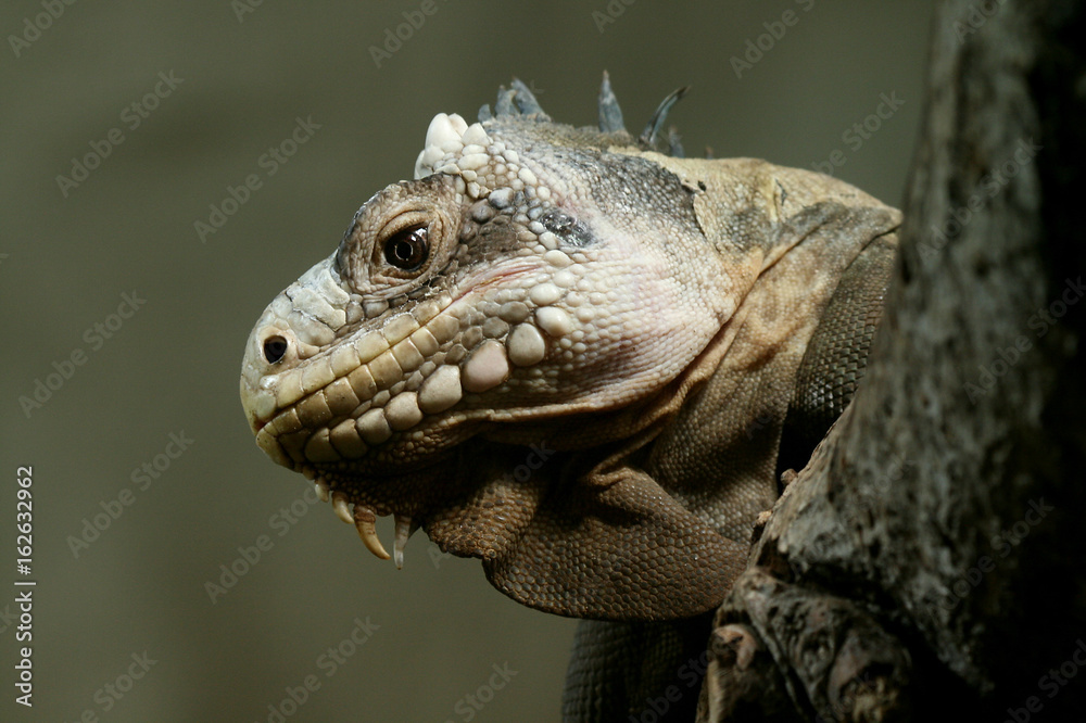 Fototapeta premium Iguana