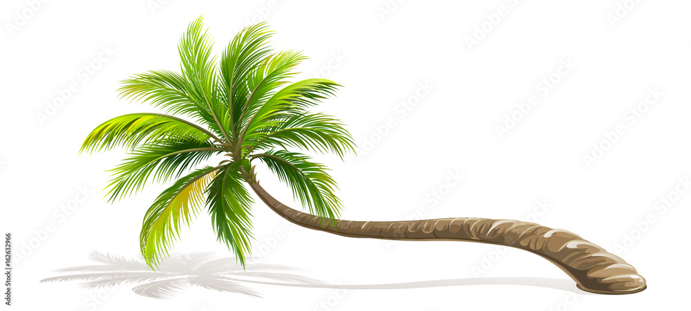 Obraz premium Drzewko Palmowe odizolowywający. Wektor